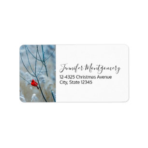 Etiqueta Cardeal Vermelho no Natal Foto Natal