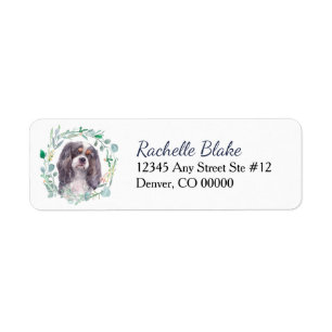 Etiqueta Cavalier King Charles Spaniel