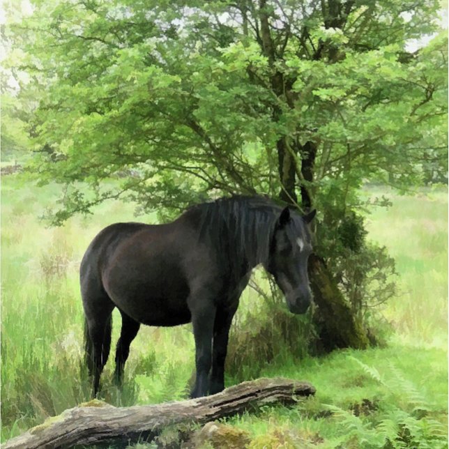 ETIQUETA CAVALOS (A beautiful black mare resting in the shade of the tree. )