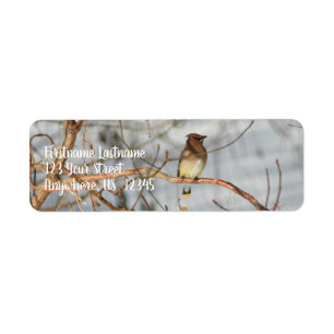 Etiqueta Cedar Waxwing No Endereço Animal De Inverno