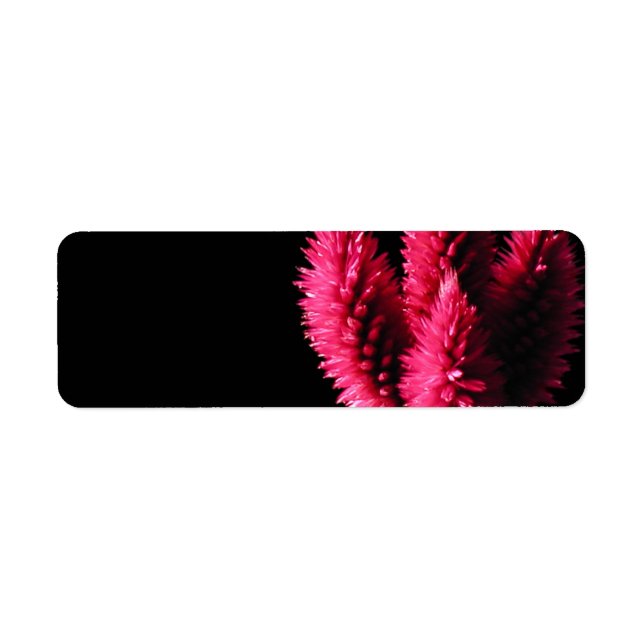 Etiqueta Celosia Caracas. Cockscombs. Flores Rosa. (Frente)