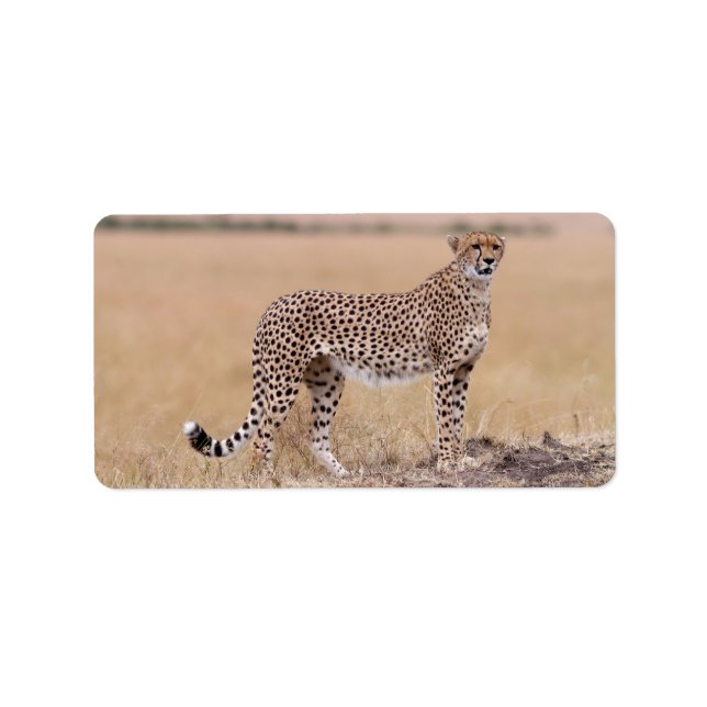 Etiqueta Cheetah (Frente)