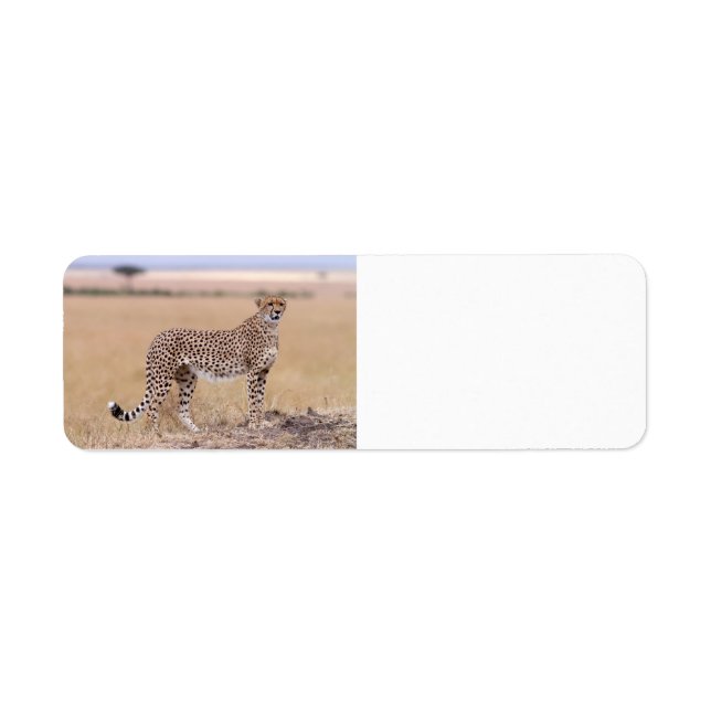 Etiqueta Cheetah (Frente)