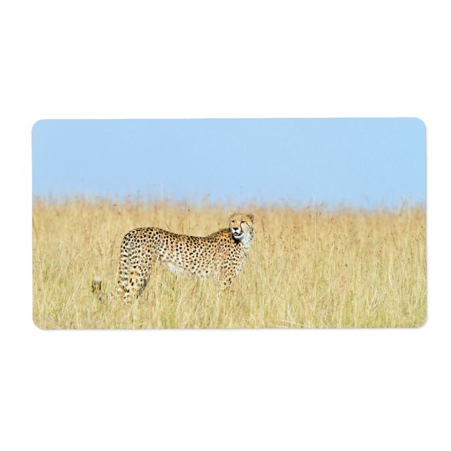 Etiqueta Cheetah (Frente)