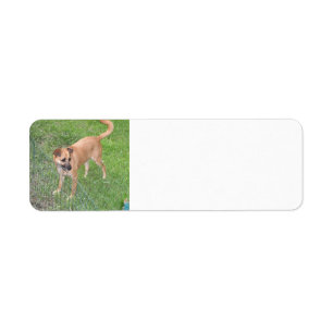 Etiqueta cheio de cachorro da carolina 2.png