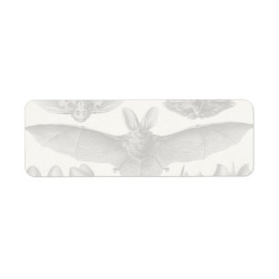 Etiqueta Chiroptera de Haeckel