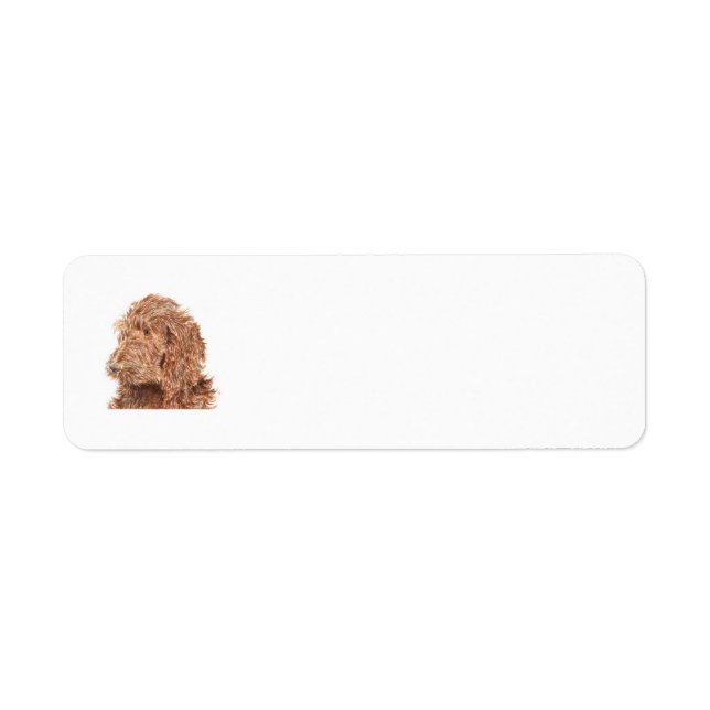 Etiqueta Chocolate Labradoodle (Frente)