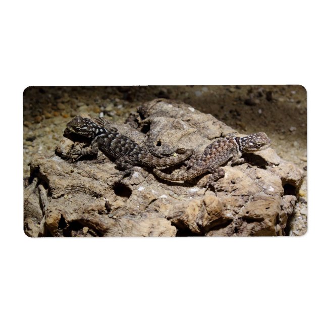 Etiqueta Cianogenys celoporus (Frente)