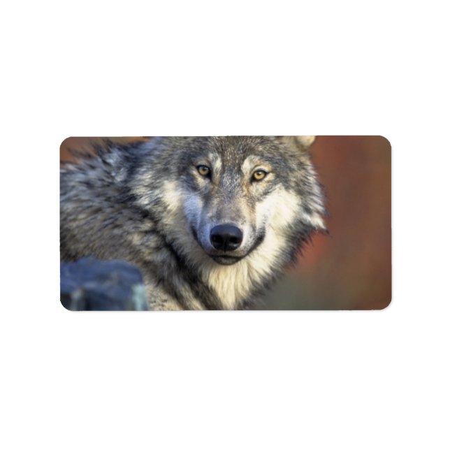 Etiqueta Cinza e Lobo Branco (Frente)