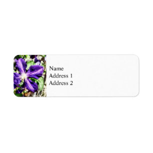 Etiqueta Clematis em uma parede de pedra