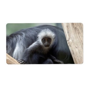 Etiqueta Colobus polykomos