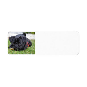 Etiqueta colocação preta do pug