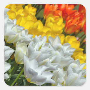 Etiqueta colorida das tulipas do primavera