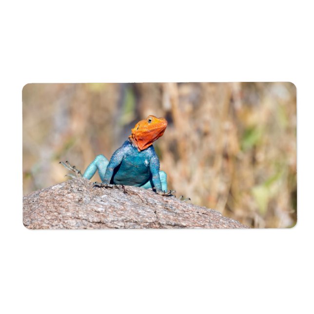 Etiqueta Common Agama (Frente)
