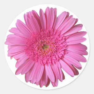 Etiqueta cor-de-rosa brilhante colorida da