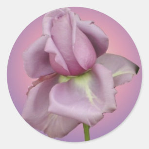 Etiqueta cor-de-rosa da lavanda