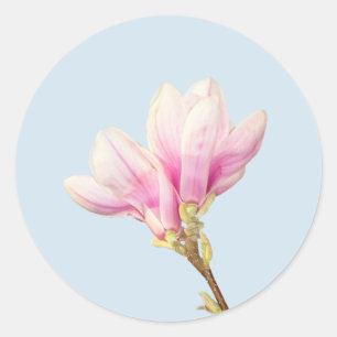 Etiqueta cor-de-rosa da magnólia