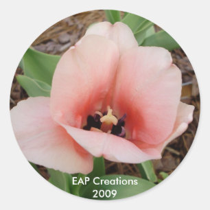 Etiqueta cor-de-rosa da tulipa