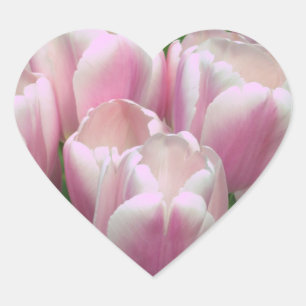 Etiqueta cor-de-rosa das tulipas