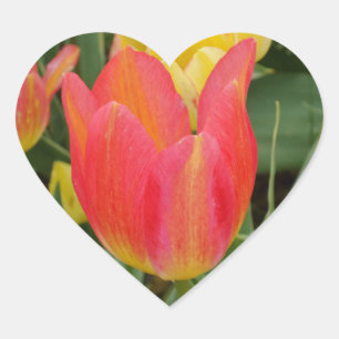 Etiqueta cor-de-rosa do coração da flor da tulip