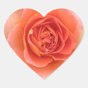 Etiqueta cor-de-rosa do coração do coral