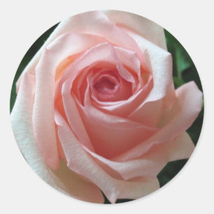 Etiqueta cor-de-rosa romântica cor-de-rosa macia