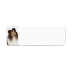 Etiqueta Criação de Shelties