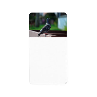 Etiqueta criatura animal de penas de pombo