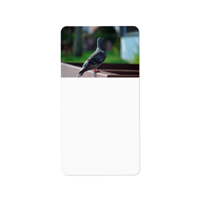 Etiqueta criatura animal de penas de pombo (Frente)