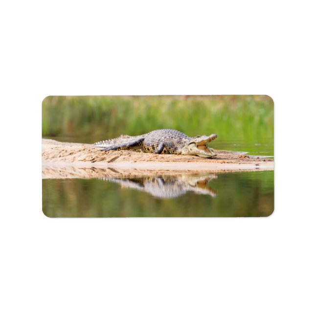 Etiqueta Crocodilo (Frente)