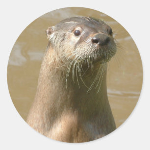 Etiqueta curiosa da lontra