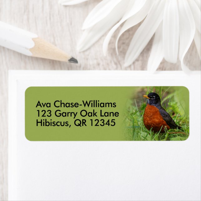Etiqueta Curioso Robin Songbird americano na grama (Insitu)