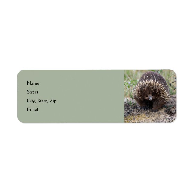 Etiqueta Cute Echidna, da Austrália (Frente)