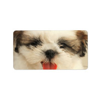 Cute Puppy Shih Tzu