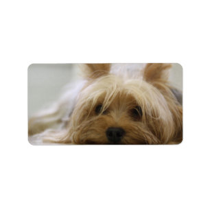 Etiqueta Cute Yorkie