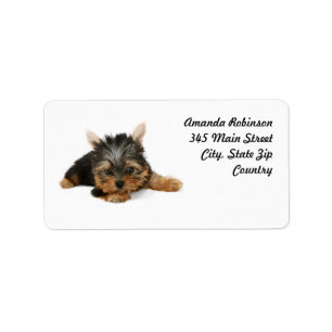 Etiqueta Cute Yorkshire Terrier Puppy