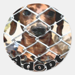 Etiqueta da adopção