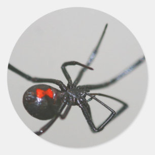 Etiqueta da aranha da viúva negra