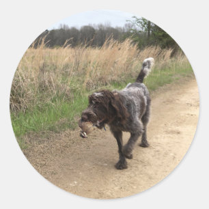 Etiqueta da caça das codorniz apontar Griffon