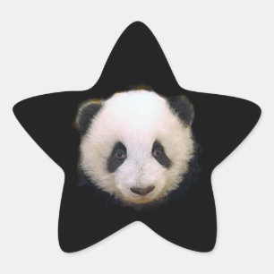 Etiqueta da estrela da panda do bebê