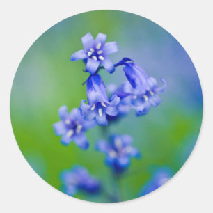 Etiqueta da flor do Bluebell