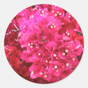 Etiqueta da flor do Bougainvillea