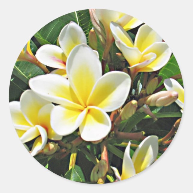 Etiqueta da flor do Plumeria (Frente)