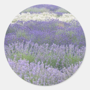 Etiqueta da lavanda