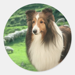 Etiqueta da ligação de Shelties