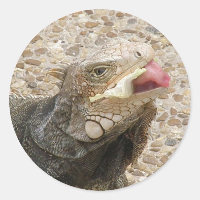 Etiqueta da língua do lagarto (Frente)