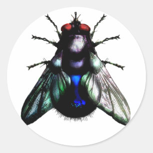 Etiqueta da mosca