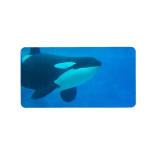 Etiqueta da orca de assassino da baleia azul debaixo d'águ