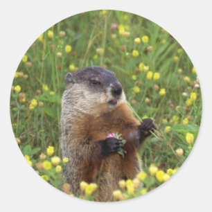 Etiqueta da pose de Groundhog