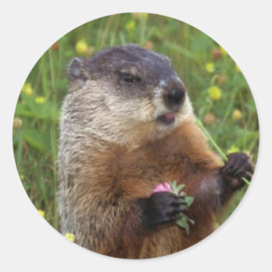 Etiqueta da pose de Groundhog - mais perto